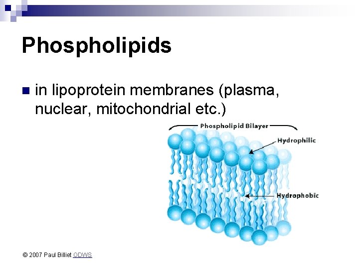 Phospholipids n in lipoprotein membranes (plasma, nuclear, mitochondrial etc. ) © 2007 Paul Billiet