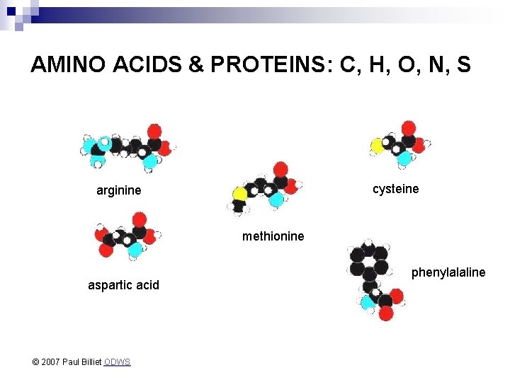 AMINO ACIDS & PROTEINS: C, H, O, N, S cysteine arginine methionine aspartic acid