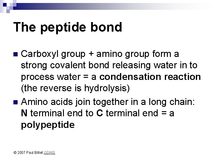 The peptide bond Carboxyl group + amino group form a strong covalent bond releasing