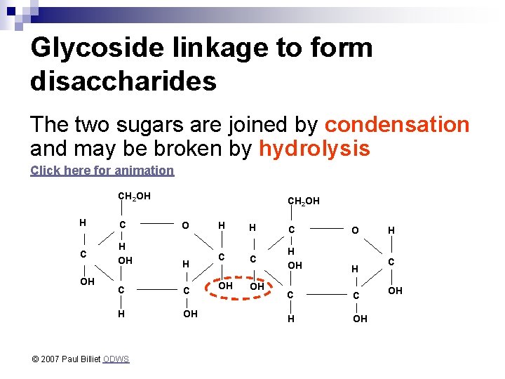 Glycoside linkage to form disaccharides The two sugars are joined by condensation and may