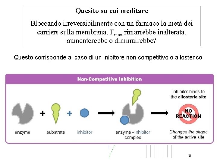 Quesito su cui meditare Bloccando irreversibilmente con un farmaco la metà dei carriers sulla
