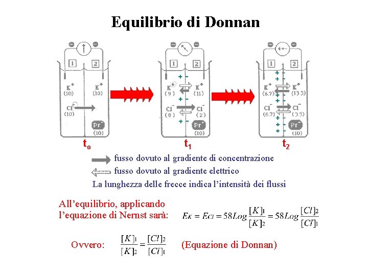 Equilibrio di Donnan to t 1 t 2 fusso dovuto al gradiente di concentrazione