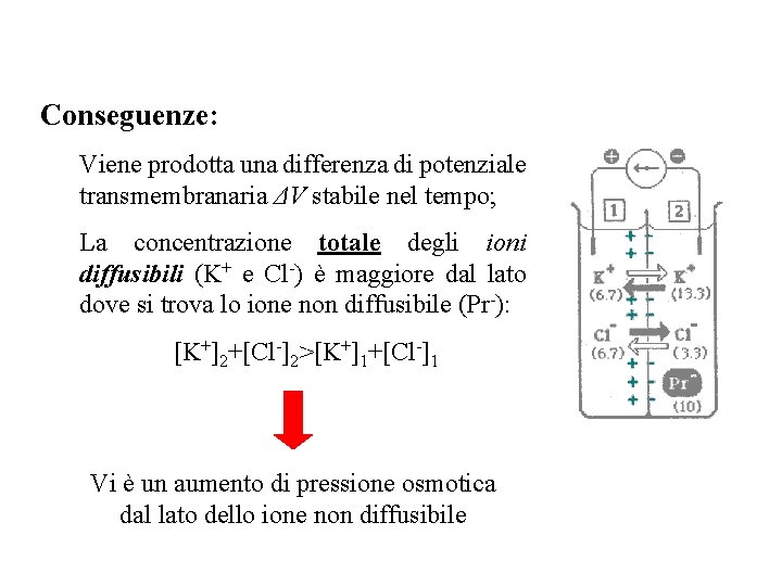 Conseguenze: Viene prodotta una differenza di potenziale transmembranaria ΔV stabile nel tempo; La concentrazione