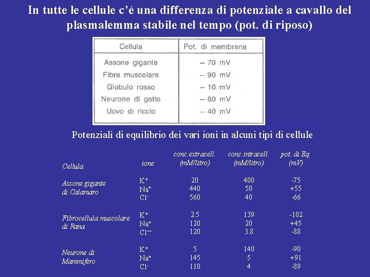 In tutte le cellule c’è una differenza di potenziale a cavallo del plasmalemma stabile