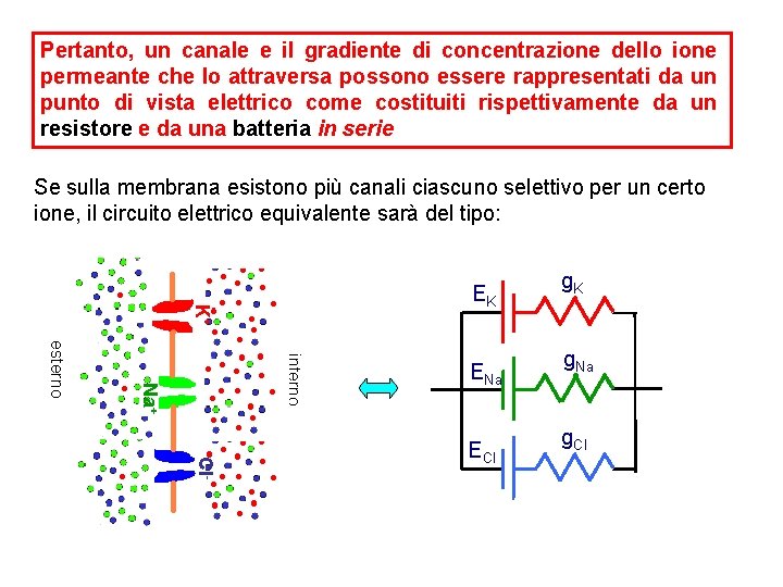 Pertanto, un canale e il gradiente di concentrazione dello ione permeante che lo attraversa