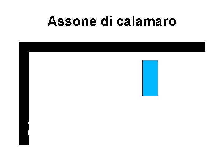 Assone di calamaro Concentrazione in millimoli/l, potenziale in millivolts. 
