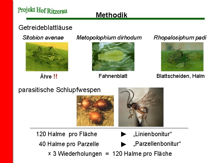 Methodik Getreideblattläuse Sitobion avenae Metopolophium dirhodum Ähre !! Fahnenblatt Rhopalosiphum padi Blattscheiden, Halm parasitische