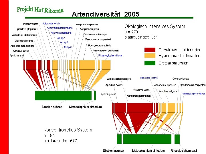 Artendiversität 2005 Ökologisch intensives System n = 273 blattlausindex 351 Primärparasitoidenarten Hyperparasitoidenarten Blattlausmumien Konventionelles