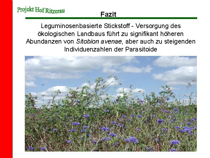 Fazit Leguminosenbasierte Stickstoff - Versorgung des ökologischen Landbaus führt zu signifikant höheren Abundanzen von