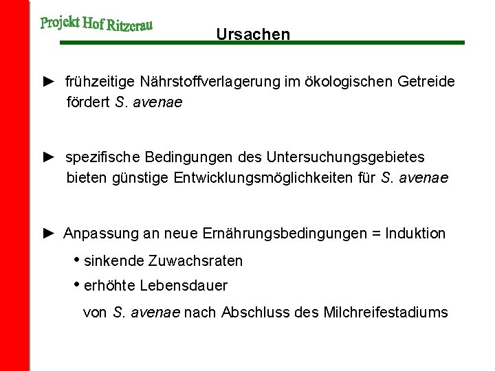 Ursachen ► frühzeitige Nährstoffverlagerung im ökologischen Getreide fördert S. avenae ► spezifische Bedingungen des