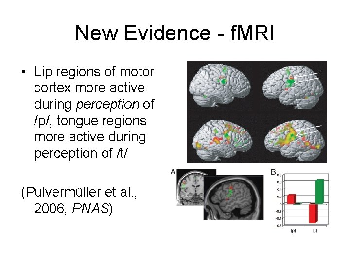 New Evidence - f. MRI • Lip regions of motor cortex more active during