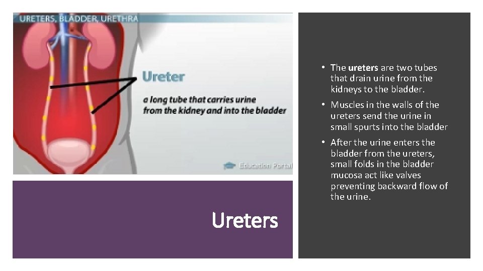  • The ureters are two tubes that drain urine from the kidneys to