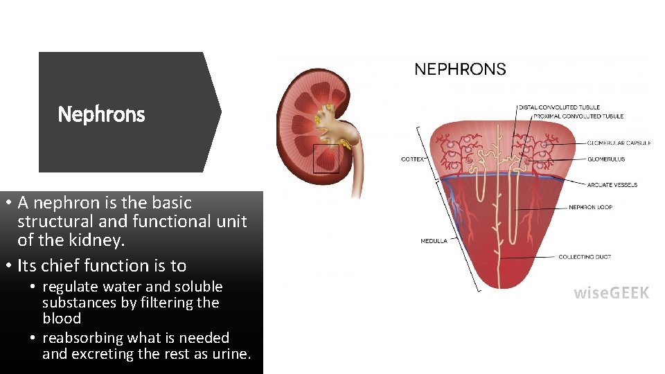 Nephrons • A nephron is the basic structural and functional unit of the kidney.