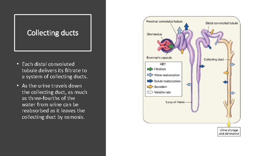 Collecting ducts • Each distal convoluted tubule delivers its filtrate to a system of