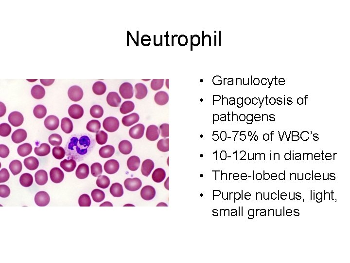 Neutrophil • Granulocyte • Phagocytosis of pathogens • 50 -75% of WBC’s • 10