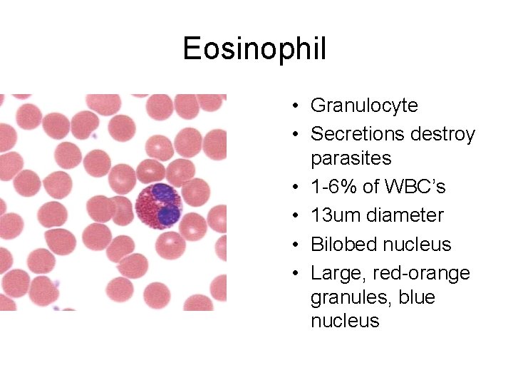 Eosinophil • Granulocyte • Secretions destroy parasites • 1 -6% of WBC’s • 13