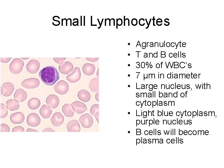 Small Lymphocytes • • • Agranulocyte T and B cells 30% of WBC’s 7