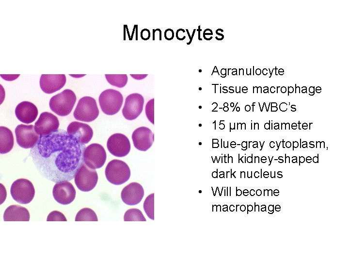 Monocytes • • • Agranulocyte Tissue macrophage 2 -8% of WBC’s 15 µm in