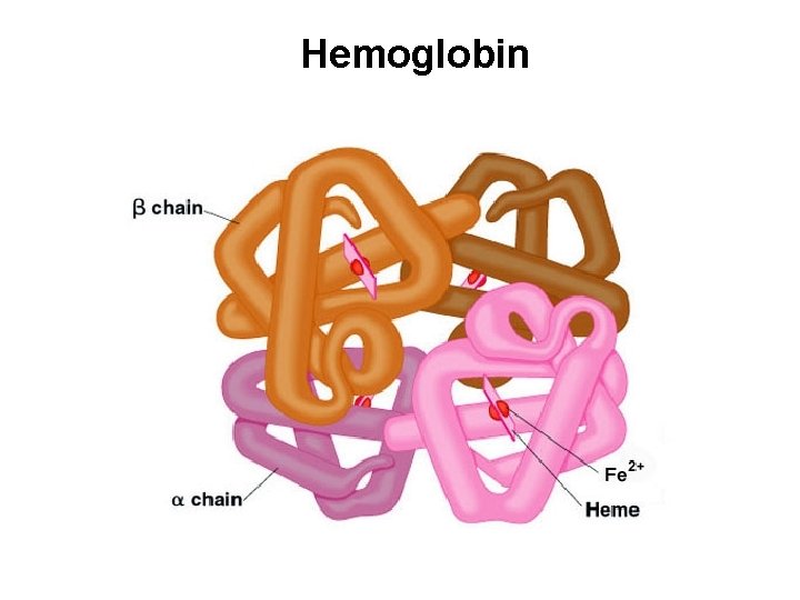 Hemoglobin 