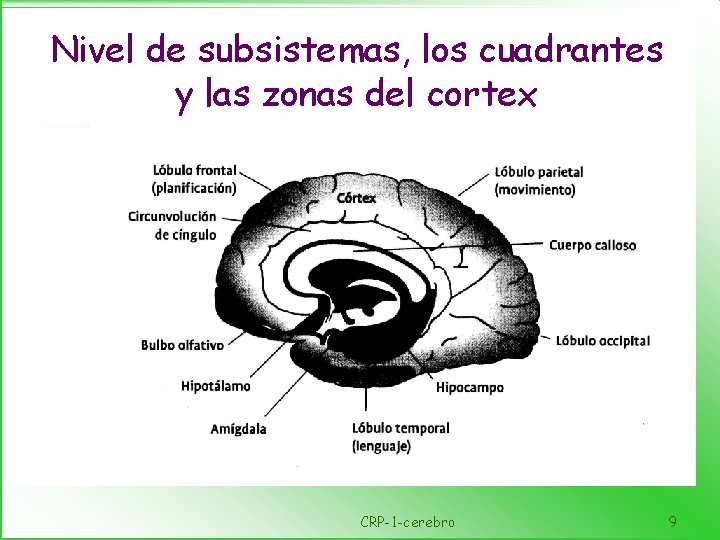 Nivel de subsistemas, los cuadrantes y las zonas del cortex CRP-1 -cerebro 9 
