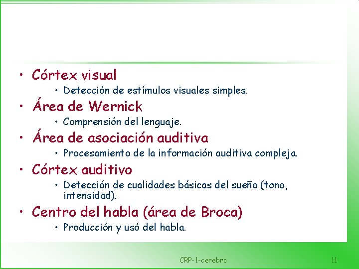  • Córtex visual • Detección de estímulos visuales simples. • Área de Wernick