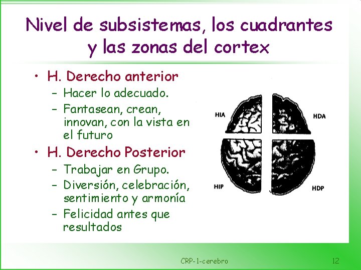 Nivel de subsistemas, los cuadrantes y las zonas del cortex • H. Derecho anterior