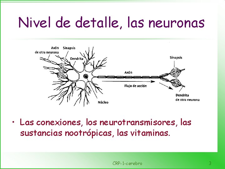 Nivel de detalle, las neuronas • Las conexiones, los neurotransmisores, las sustancias nootrópicas, las