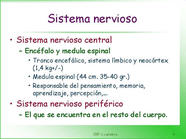 Sistema nervioso • Sistema nervioso central – Encéfalo y medula espinal • Tronco encefálico,