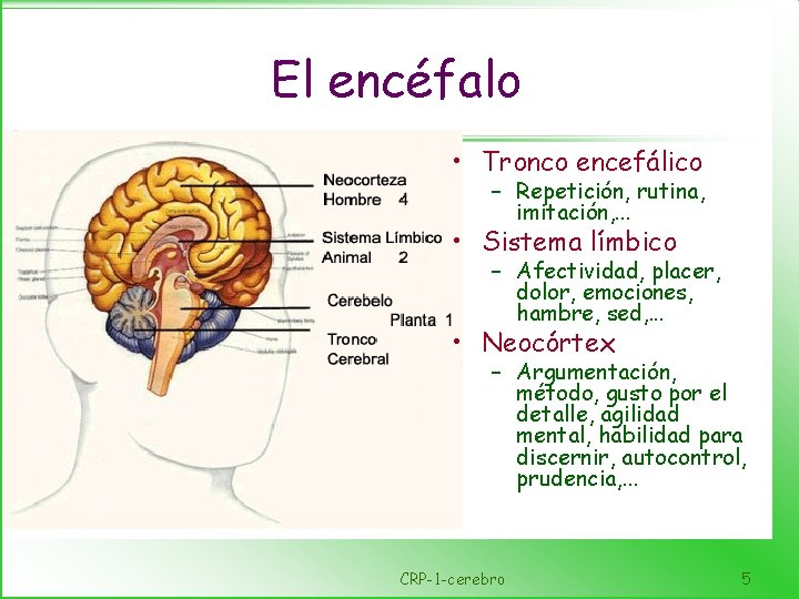 El encéfalo • Tronco encefálico – Repetición, rutina, imitación, . . . • Sistema