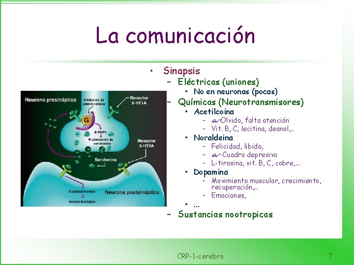 La comunicación • Sinapsis – Eléctricas (uniones) • No en neuronas (pocas) – Químicas