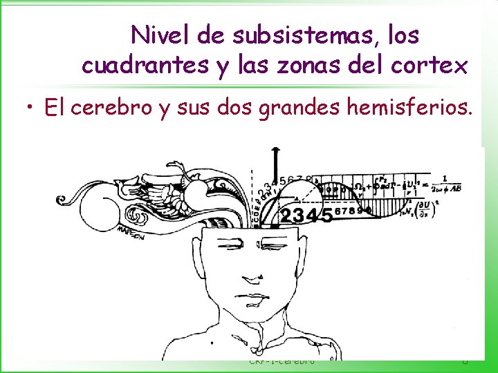 Nivel de subsistemas, los cuadrantes y las zonas del cortex • El cerebro y