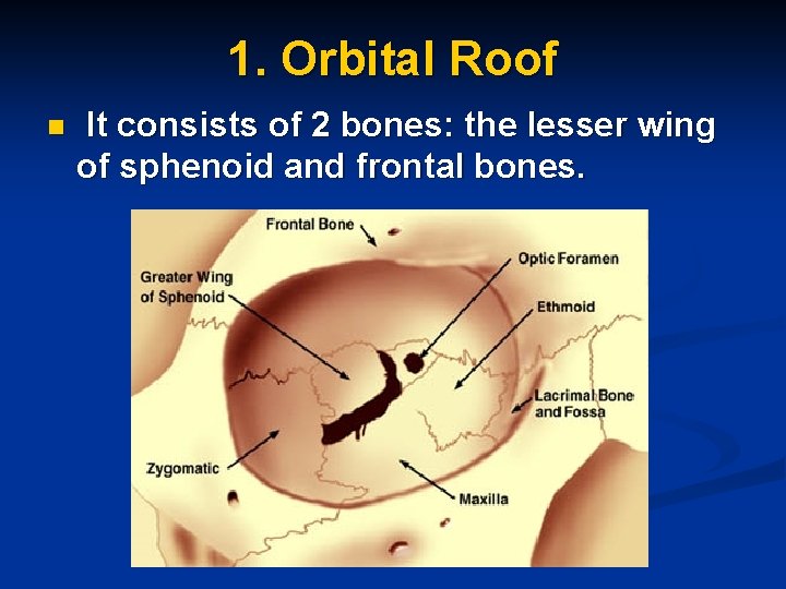 1. Orbital Roof n It consists of 2 bones: the lesser wing of sphenoid