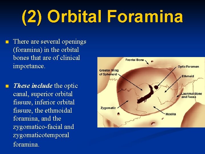 (2) Orbital Foramina n There are several openings (foramina) in the orbital bones that