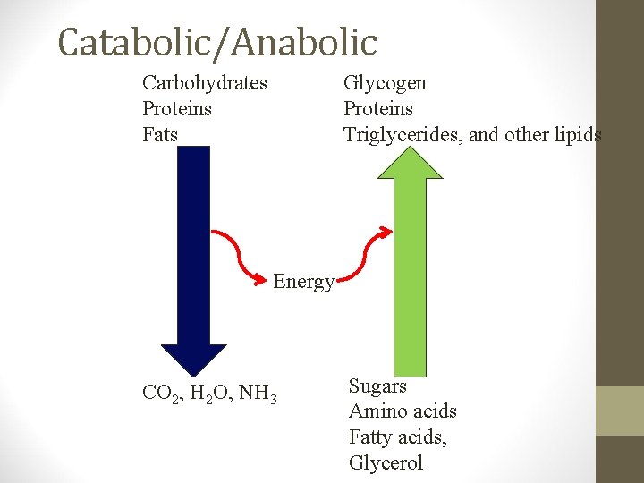 Unit 2 Metabolism Metabolism the entire network of