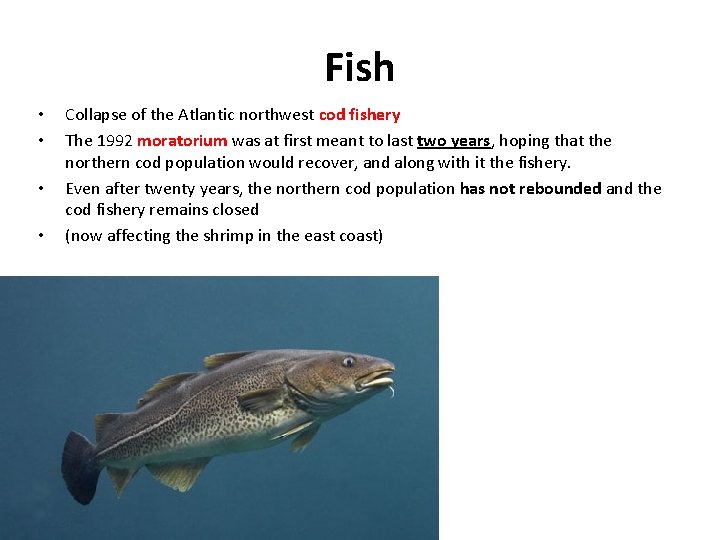 Fish • • Collapse of the Atlantic northwest cod fishery The 1992 moratorium was
