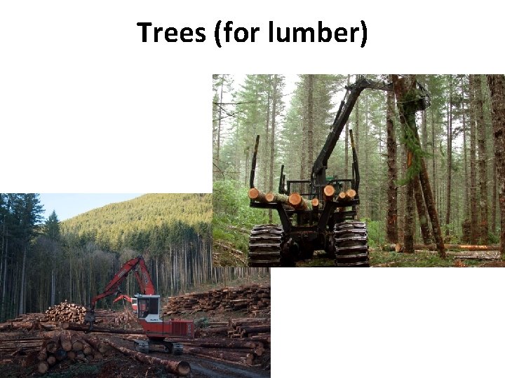 Trees (for lumber) 