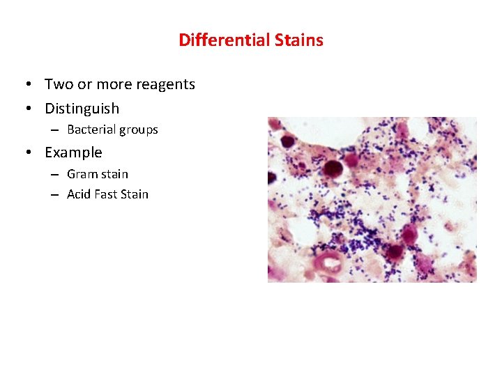 Differential Stains • Two or more reagents • Distinguish – Bacterial groups • Example