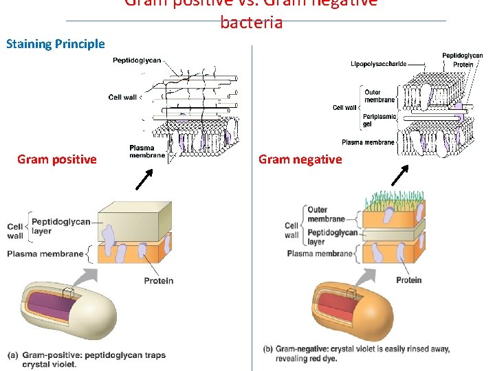 Gram positive vs. Gram negative bacteria Staining Principle Gram positive Gram negative 
