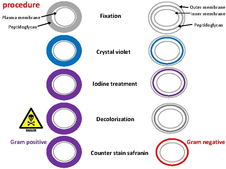 procedure Plasma membrane Fixation Outer membrane Inner membrane Peptidoglycan Crystal violet Iodine treatment Decolorization