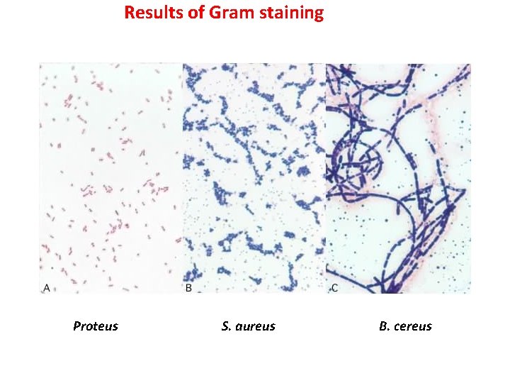 Results of Gram staining Proteus S. aureus B. cereus 