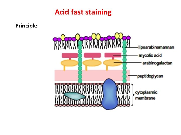 Acid fast staining Principle 