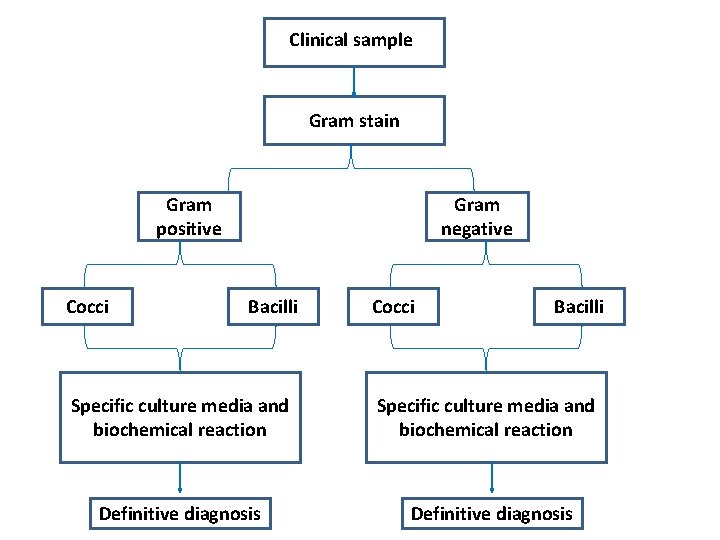 Clinical sample Gram stain Gram positive Cocci Gram negative Bacilli Specific culture media and