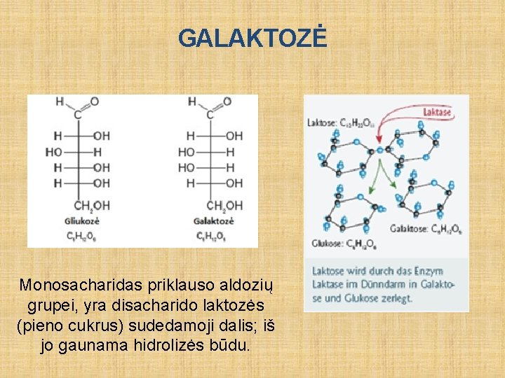 GALAKTOZĖ Monosacharidas priklauso aldozių grupei, yra disacharido laktozės (pieno cukrus) sudedamoji dalis; iš jo