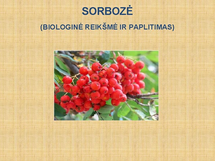 SORBOZĖ (BIOLOGINĖ REIKŠMĖ IR PAPLITIMAS) 