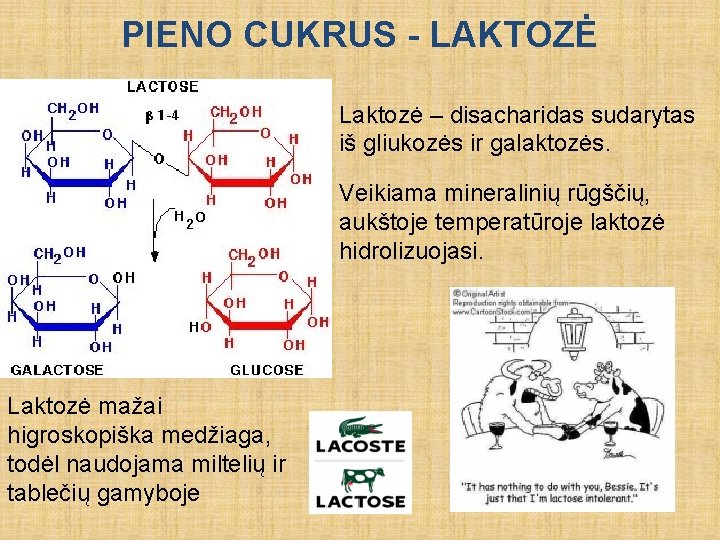 PIENO CUKRUS - LAKTOZĖ Laktozė – disacharidas sudarytas iš gliukozės ir galaktozės. Veikiama mineralinių