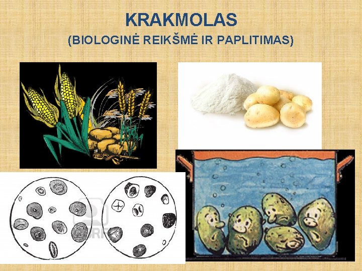 KRAKMOLAS (BIOLOGINĖ REIKŠMĖ IR PAPLITIMAS) 