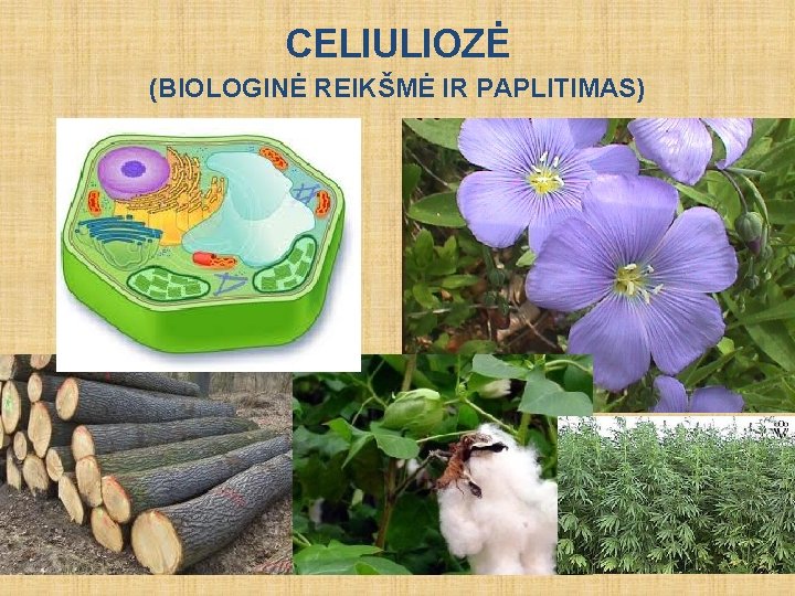 CELIULIOZĖ (BIOLOGINĖ REIKŠMĖ IR PAPLITIMAS) 