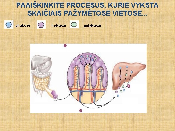 PAAIŠKINKITE PROCESUS, KURIE VYKSTA SKAIČIAIS PAŽYMĖTOSE VIETOSE. . . gliukozė fruktozė galaktozė 