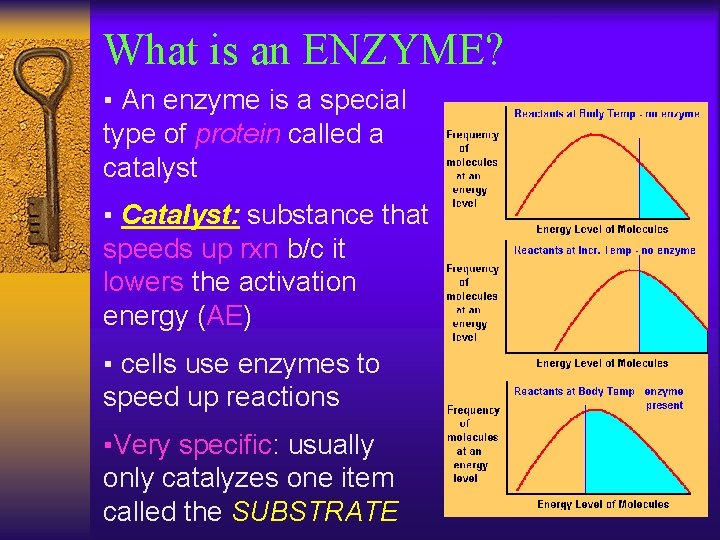 What is an ENZYME? ▪ An enzyme is a special type of protein called