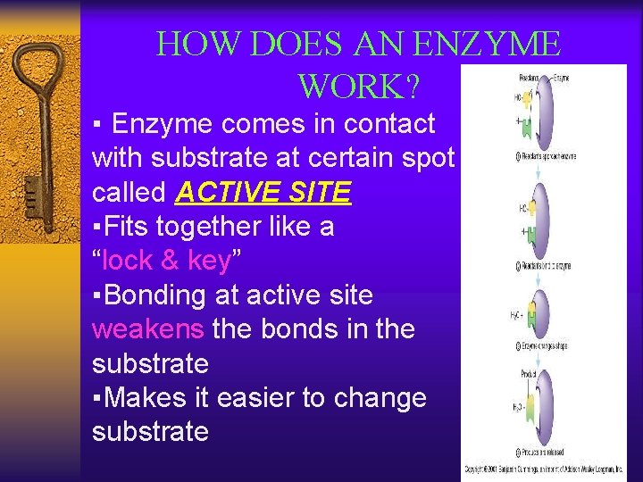 HOW DOES AN ENZYME WORK? ▪ Enzyme comes in contact with substrate at certain